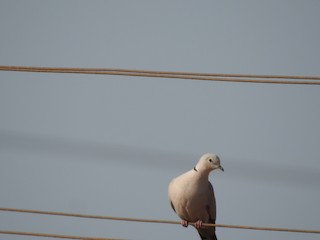 Eurasian Collared-Dove, ML146169151