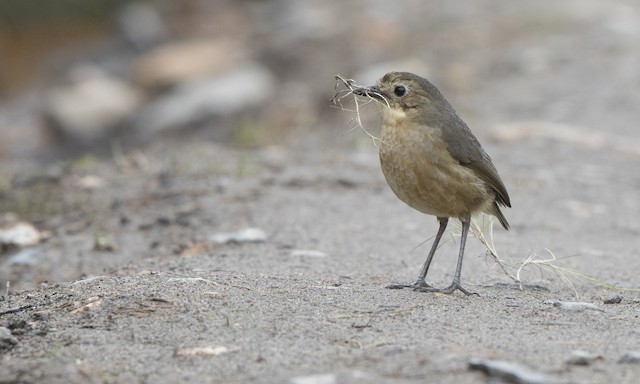 Adult collecting nest material. - Tawny Antpitta - 