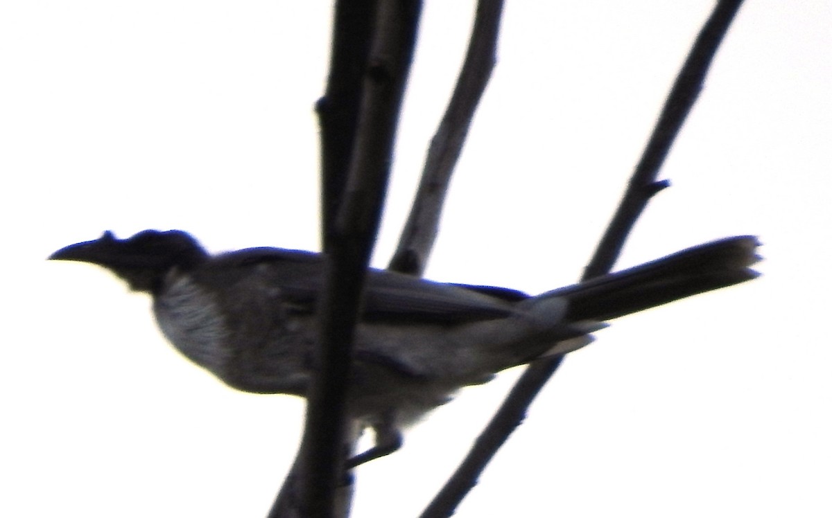 Noisy Friarbird - ML146172381