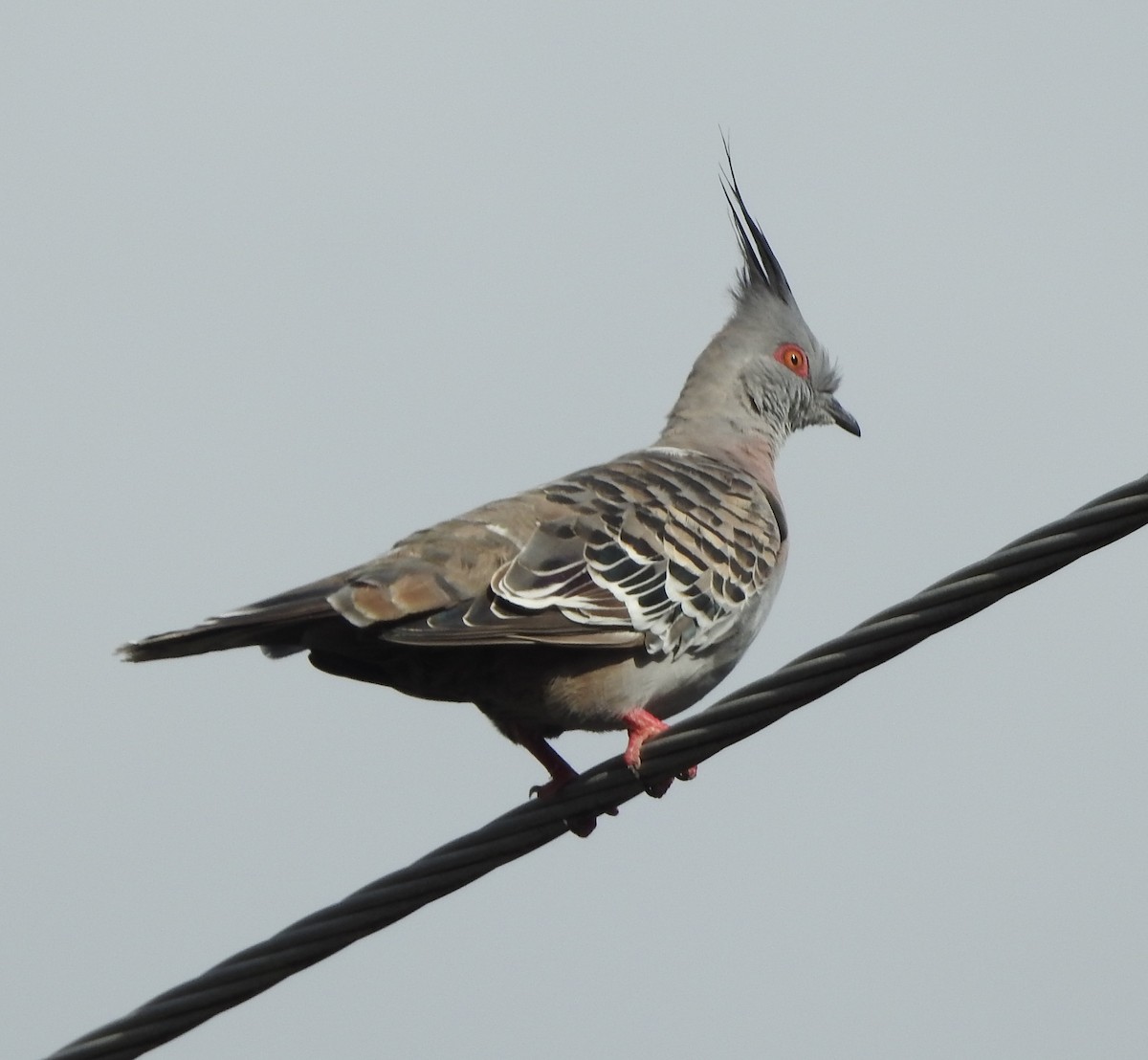 Crested Pigeon - Chris Storrie