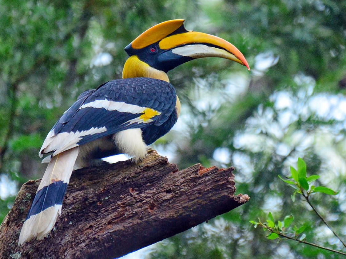 Great Hornbill - Renuka Vijayaraghavan