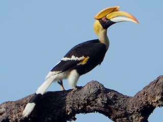  - Great Hornbill