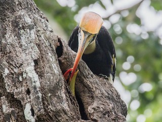  - Great Hornbill