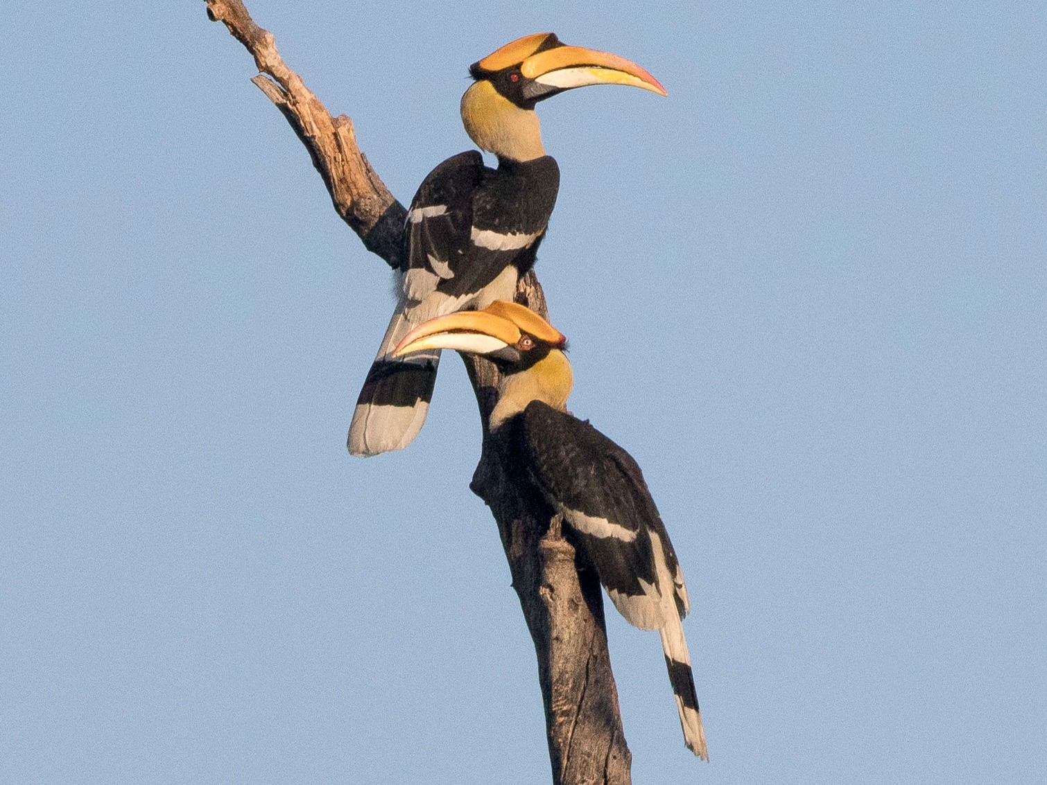 Great Hornbill - Jason Boyce