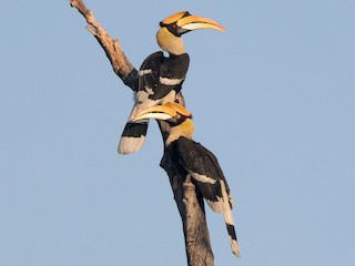  - Great Hornbill