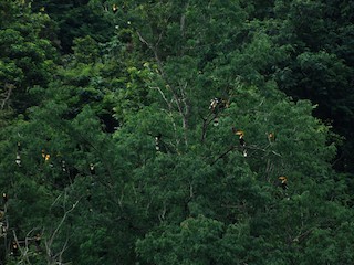  - Great Hornbill