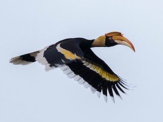  - Great Hornbill