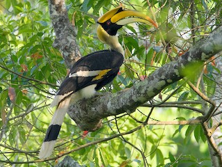  - Great Hornbill