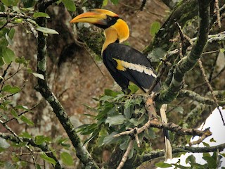 Молодая птица - Vivek Sudhakaran - ML146172801