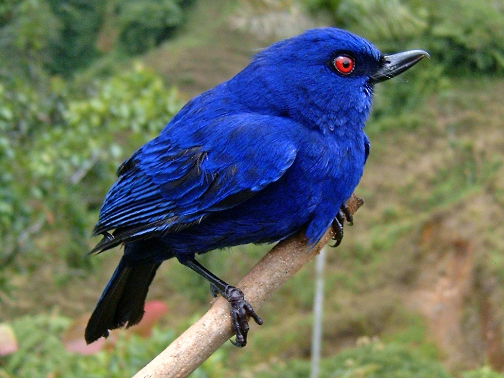 Indigo Flowerpiercer - Edwin Munera