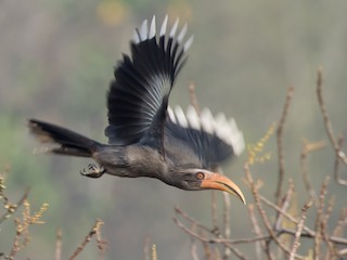 ニシインドコサイチョウ - eBird