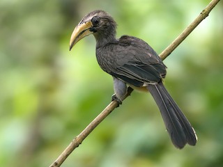  - Malabar Gray Hornbill
