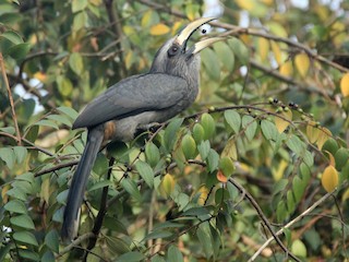 ニシインドコサイチョウ - eBird
