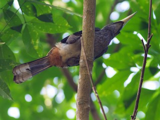  - Malabar Gray Hornbill