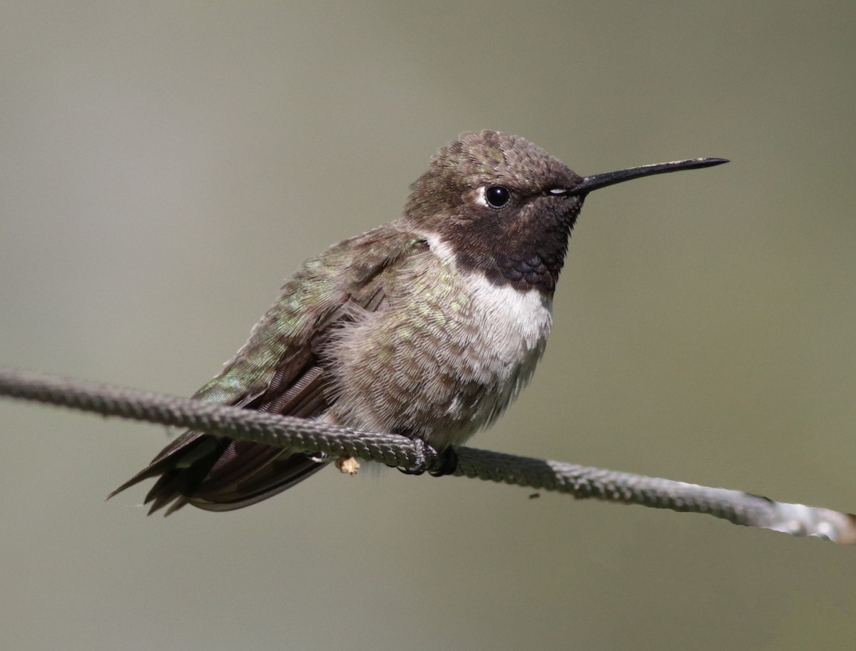 Black-chinned Hummingbird - ML146175391