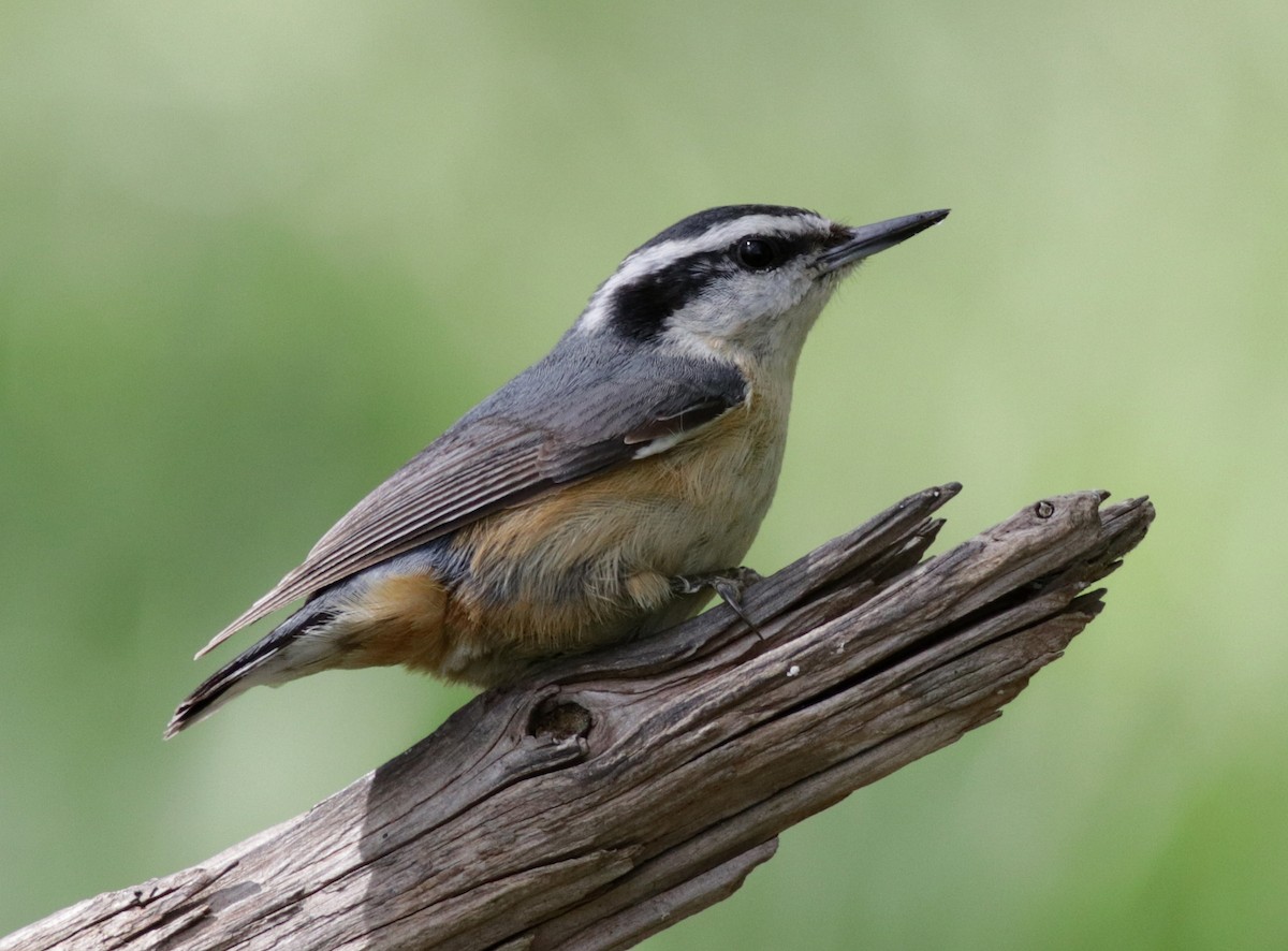 Red-breasted Nuthatch - ML146175431