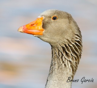 Graylag Goose (Domestic type), ML146177851