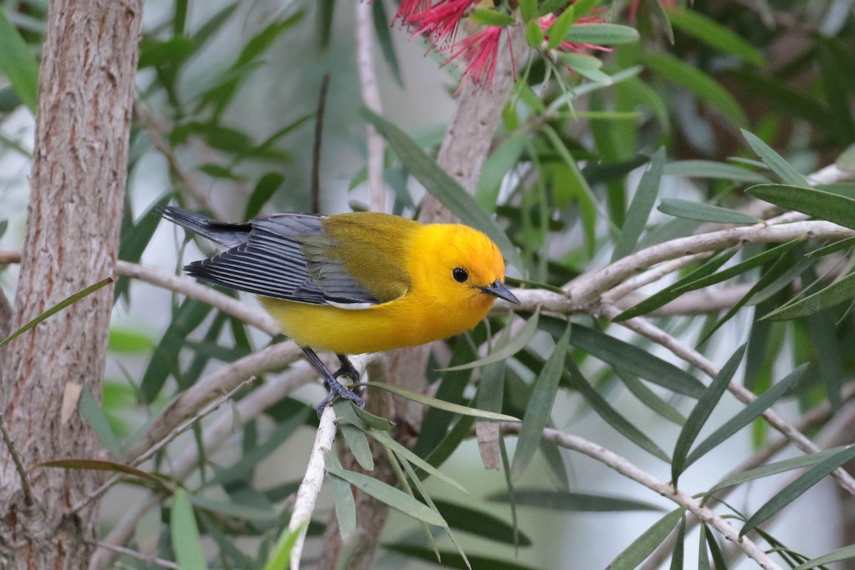 Prothonotary Warbler - Peggy Rudman