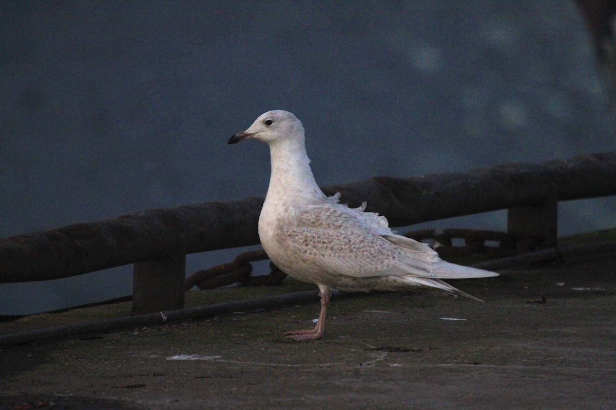 Iceland Gull (glaucoides) - ML146180791