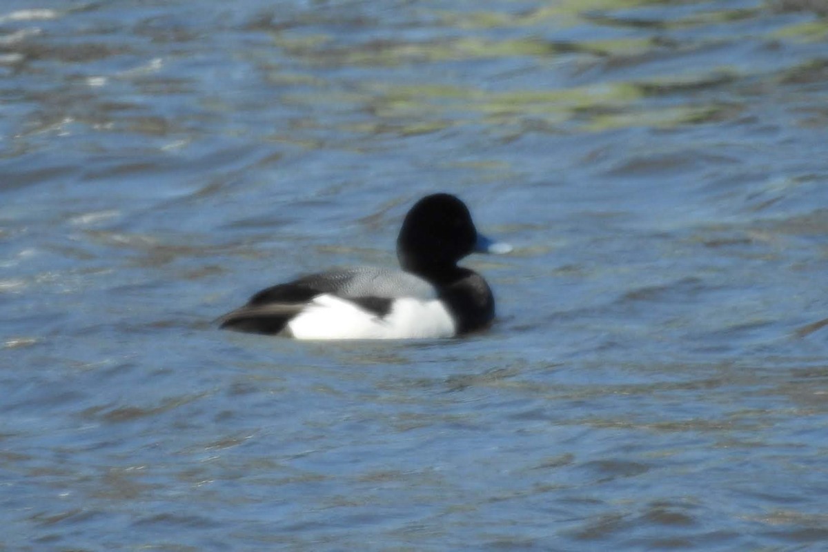 Greater Scaup - ML146181211