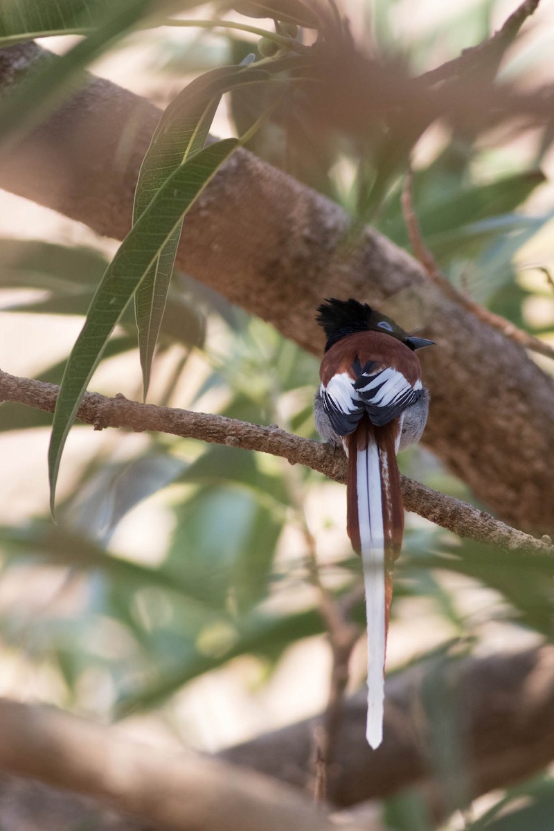 African Paradise-Flycatcher - Andreas Boe