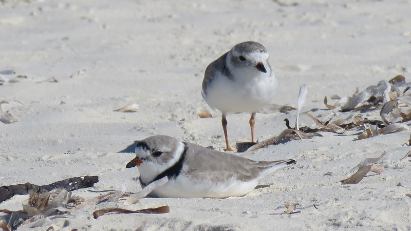 Piping Plover - ML146182671