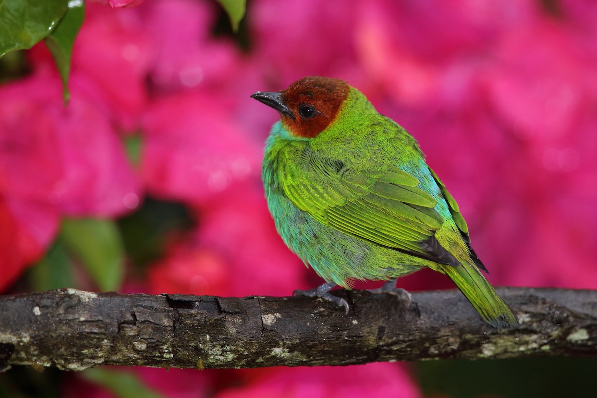Bay-headed Tanager - ML146183171