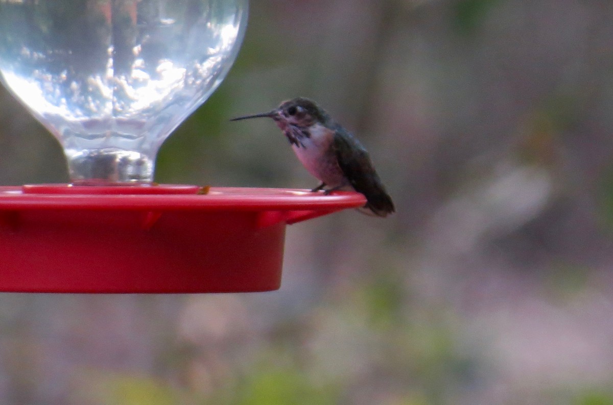 Calliope Hummingbird - Steve Mesick
