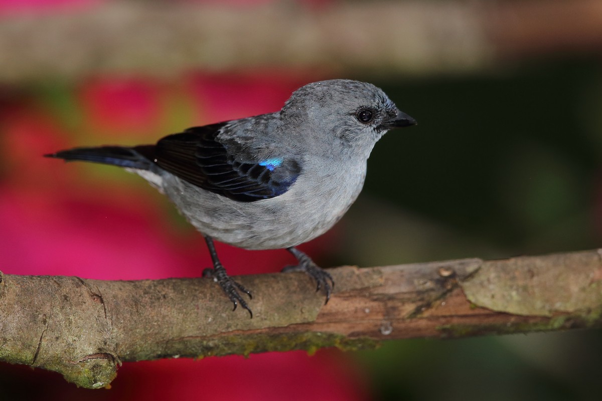 Plain-colored Tanager - ML146183501