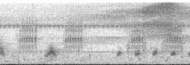 Spot-necked Babbler - ML146184