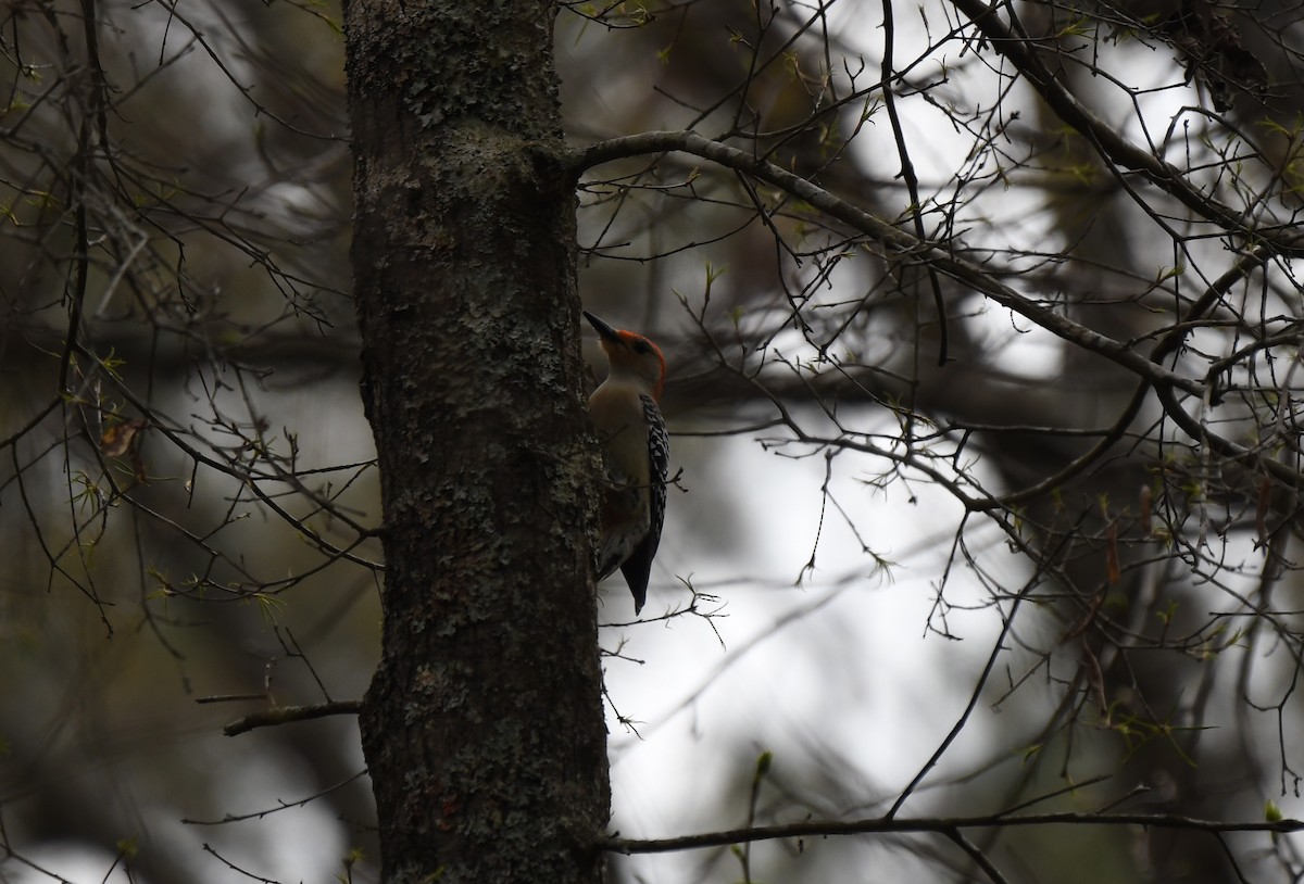 Red-bellied Woodpecker - John Becker