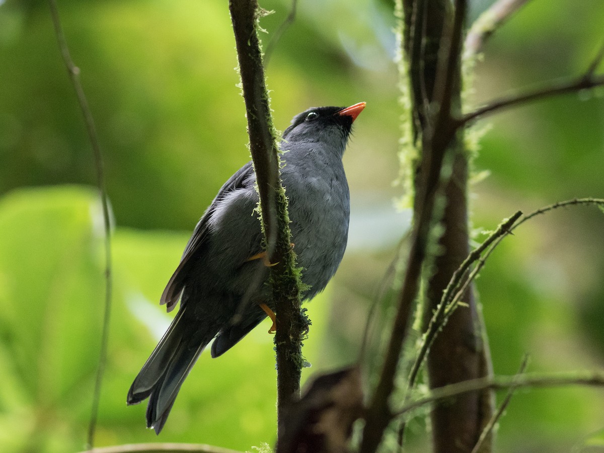 Black-faced Solitaire - ML146188061