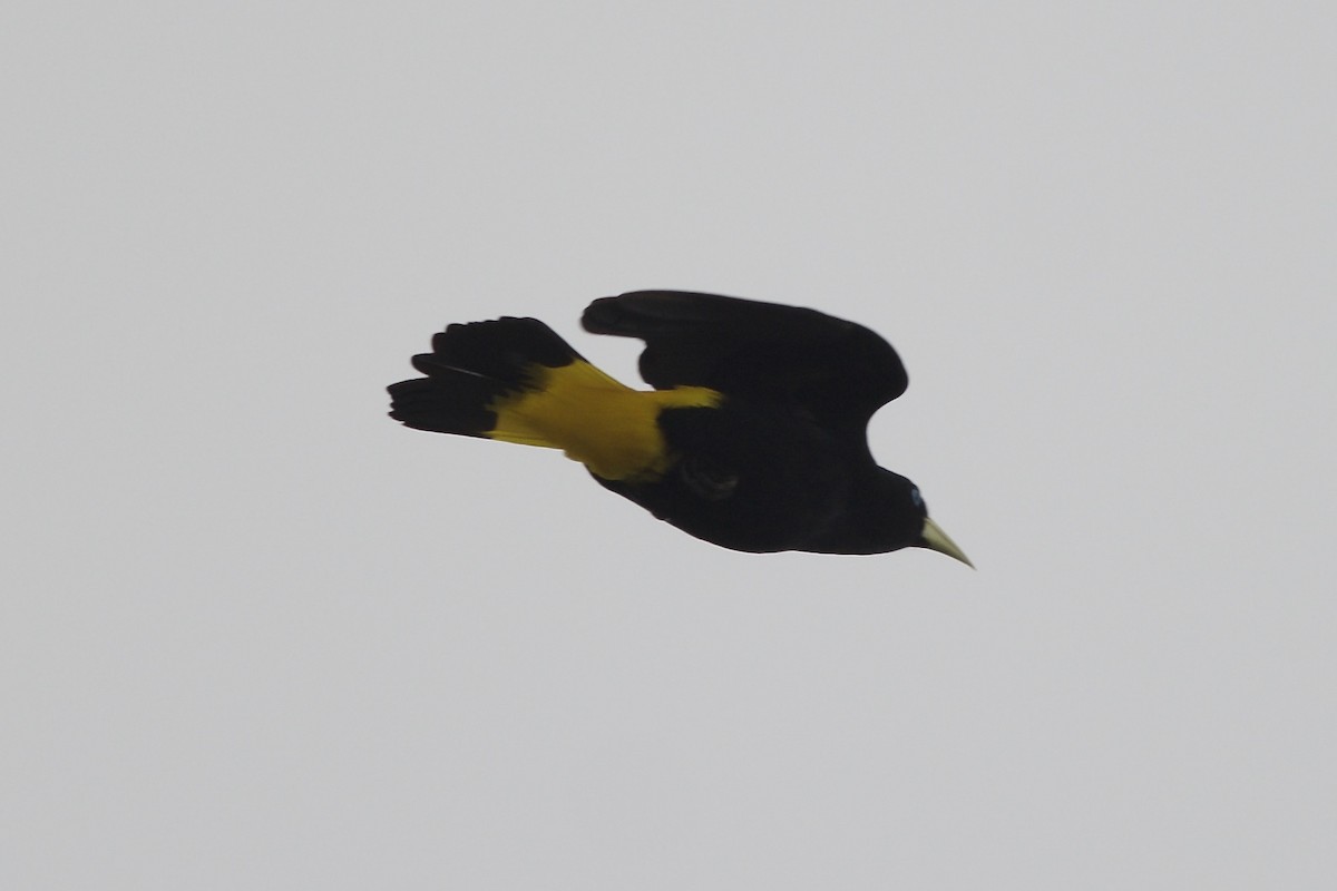 Yellow-rumped Cacique - ML146188921