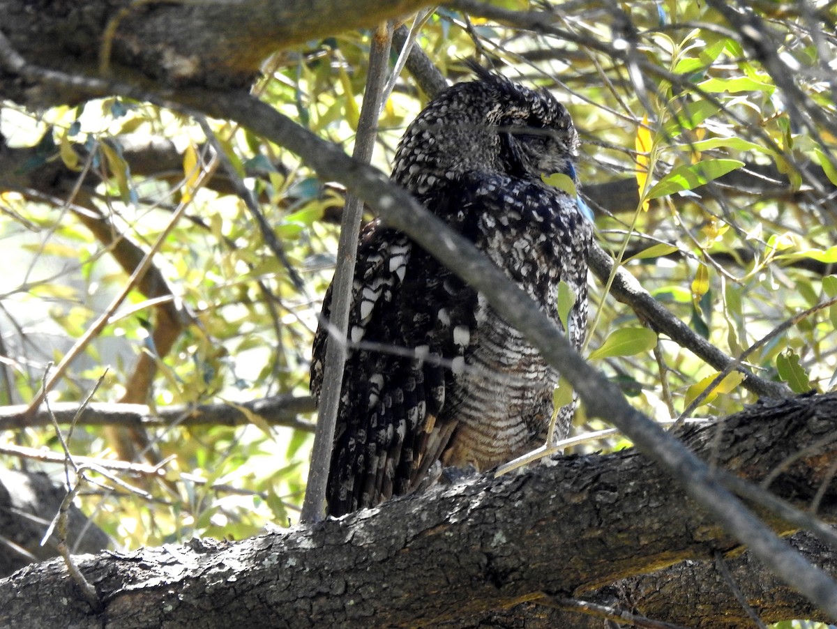 Spotted Eagle-Owl - ML146188991