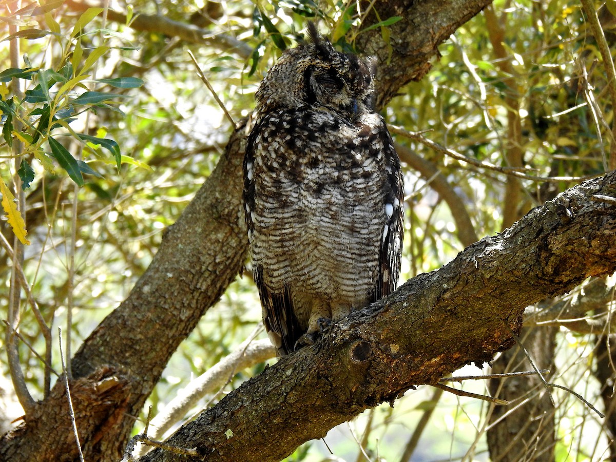 Spotted Eagle-Owl - bob butler