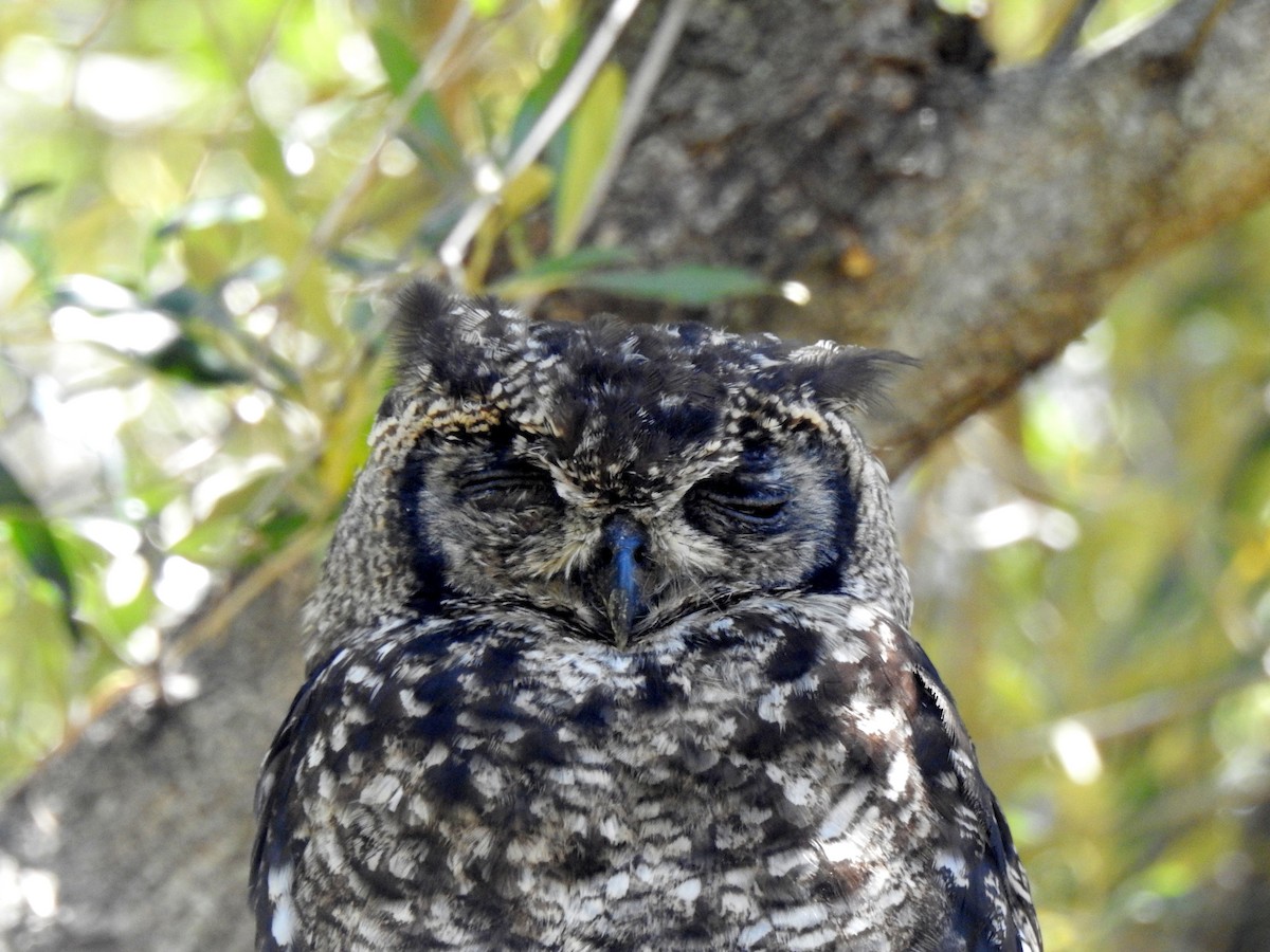 Spotted Eagle-Owl - ML146189021