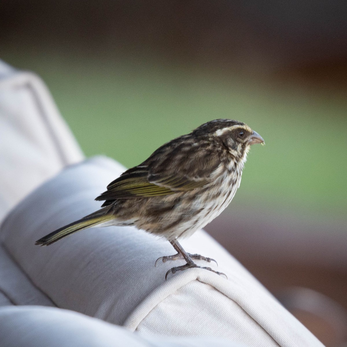 Streaky Seedeater - Deb Ford