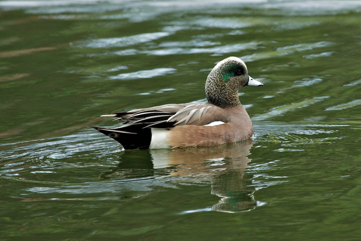 American Wigeon - Rob O'Donnell