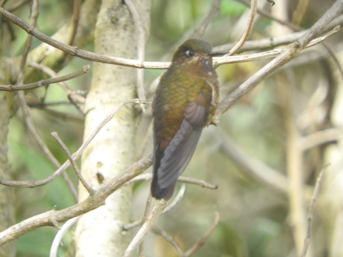 Violet-throated Metaltail - Agustin Carrasco