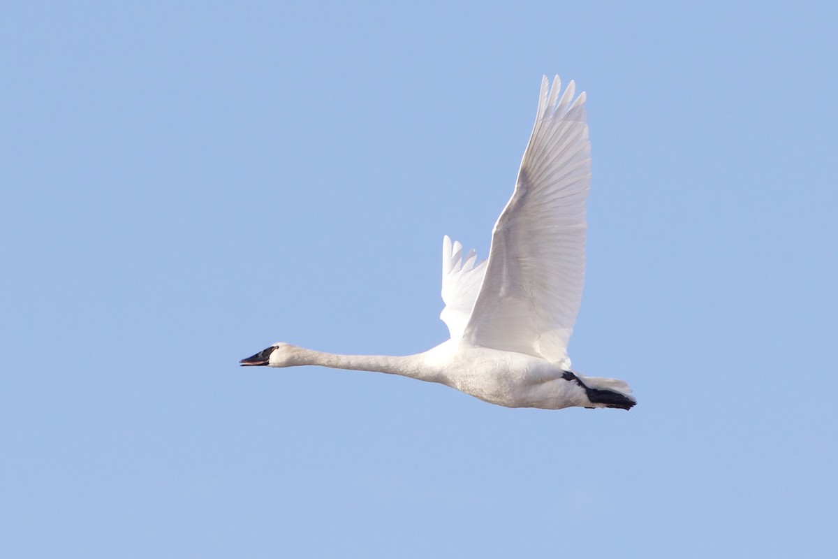 Tundra Swan (Whistling) - Louis Bevier