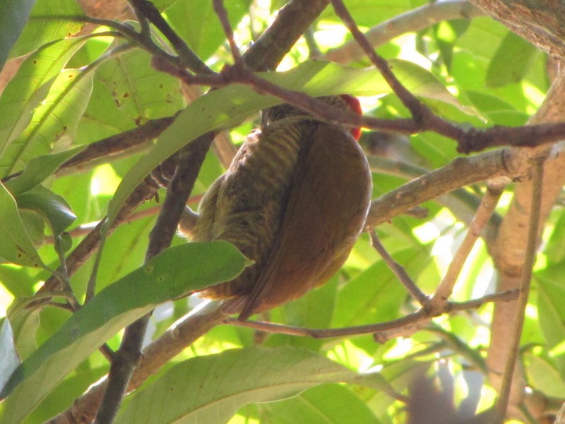 Golden-olive Woodpecker - Jeff Harding