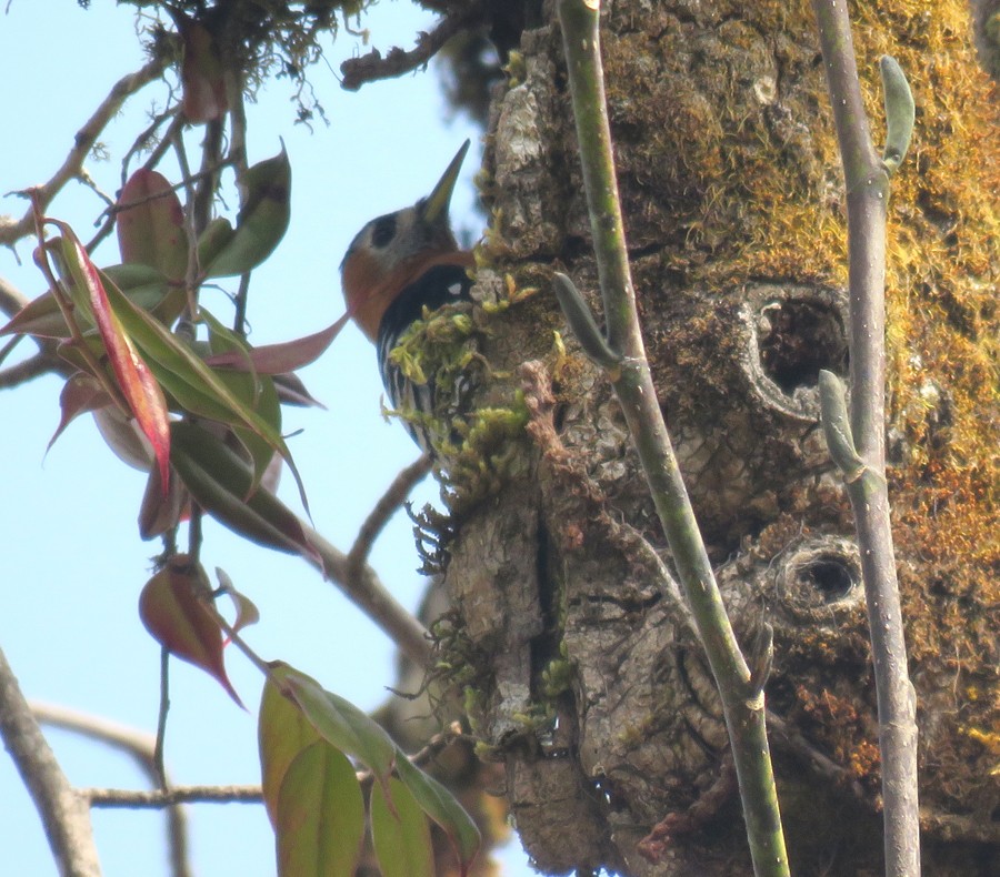 Rufous-bellied Woodpecker - ML146191011