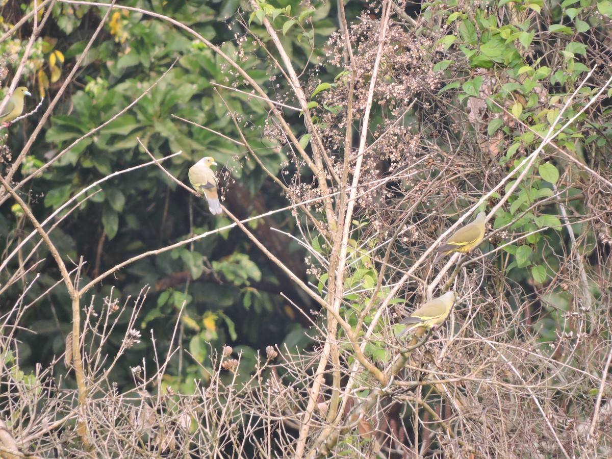 Orange-breasted Green-Pigeon - Jaydev Mandal