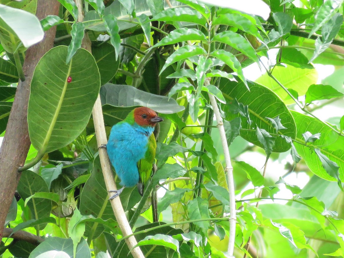Bay-headed Tanager - ML146192351