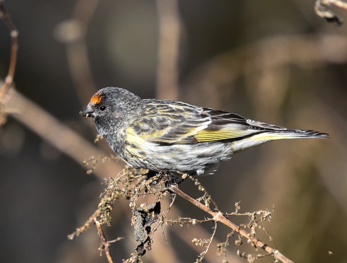 Fire-fronted Serin - ML146192441
