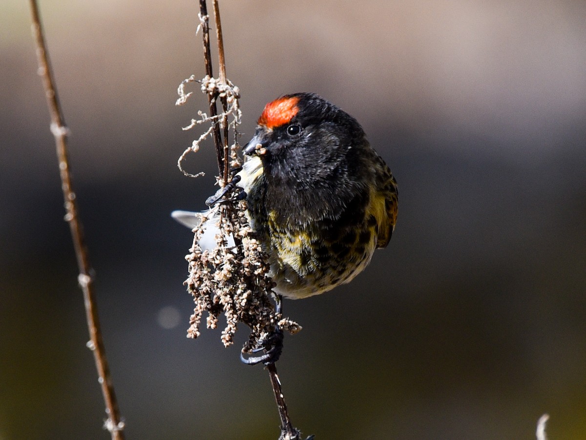 Fire-fronted Serin - ML146192451