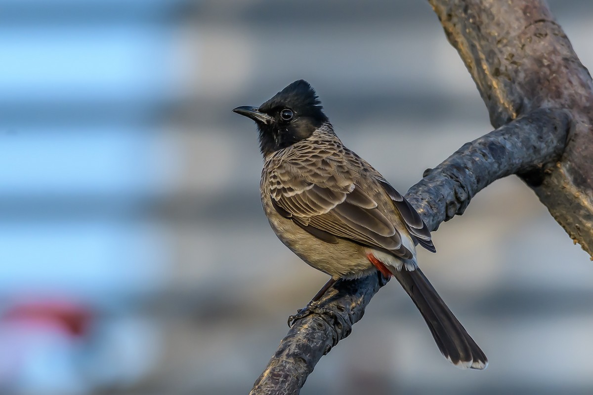 Red-vented Bulbul - ML146193341