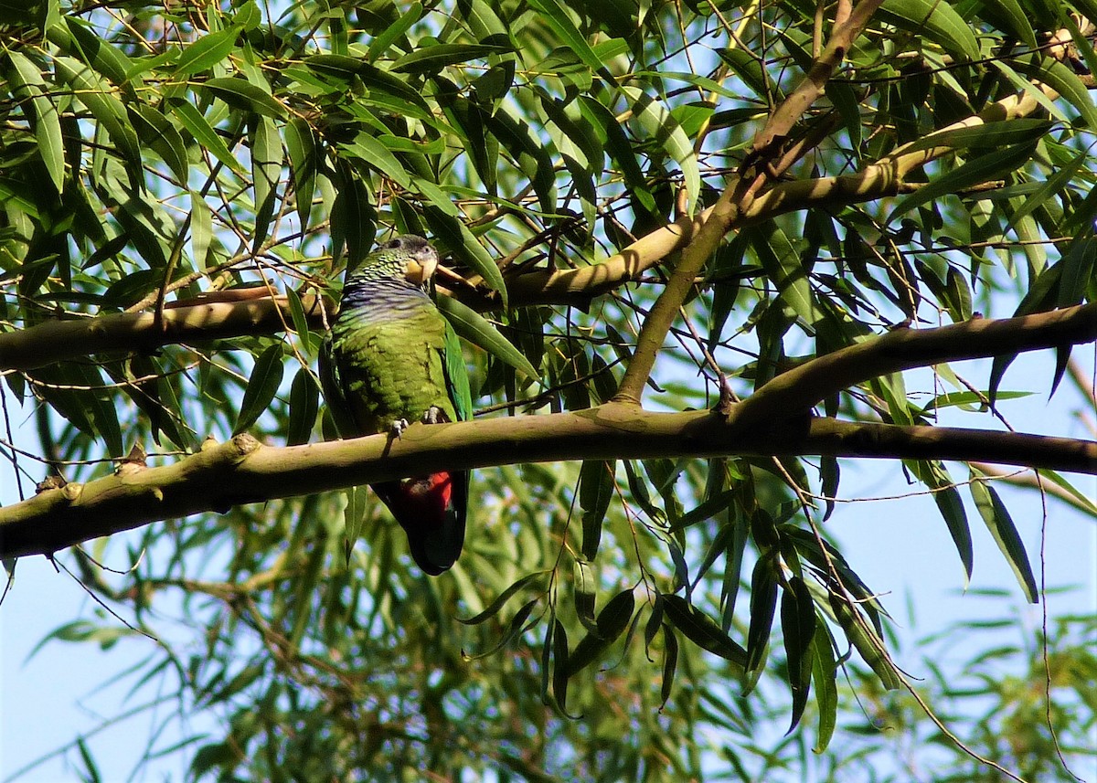 Scaly-headed Parrot - ML146193451