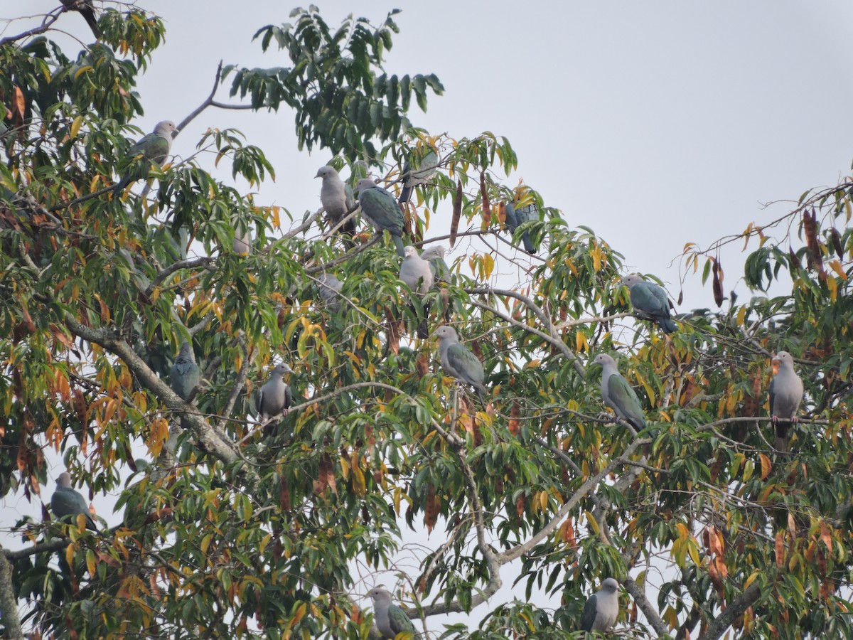 Green Imperial-Pigeon - Jaydev Mandal