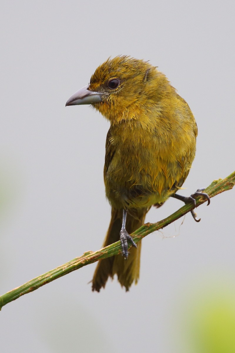 Hepatic Tanager - ML146198621